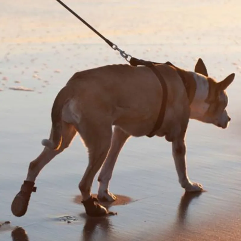 Walkabout, Walkaboot™ Sport Dog Traction Boots for All Surfaces