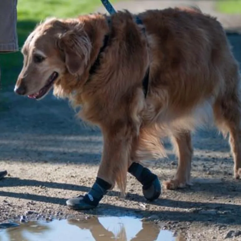 Walkabout, Walkaboot™ Sport Dog Traction Boots for All Surfaces