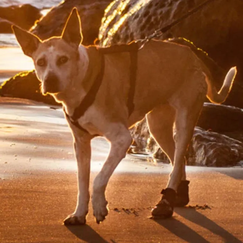 Walkabout, Walkaboot™ Sport Dog Traction Boots for All Surfaces