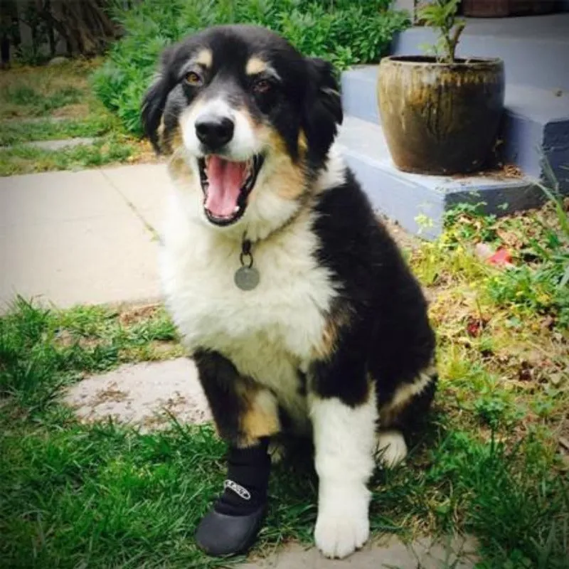 Walkabout, Walkaboot™ Sport Dog Traction Boots for All Surfaces