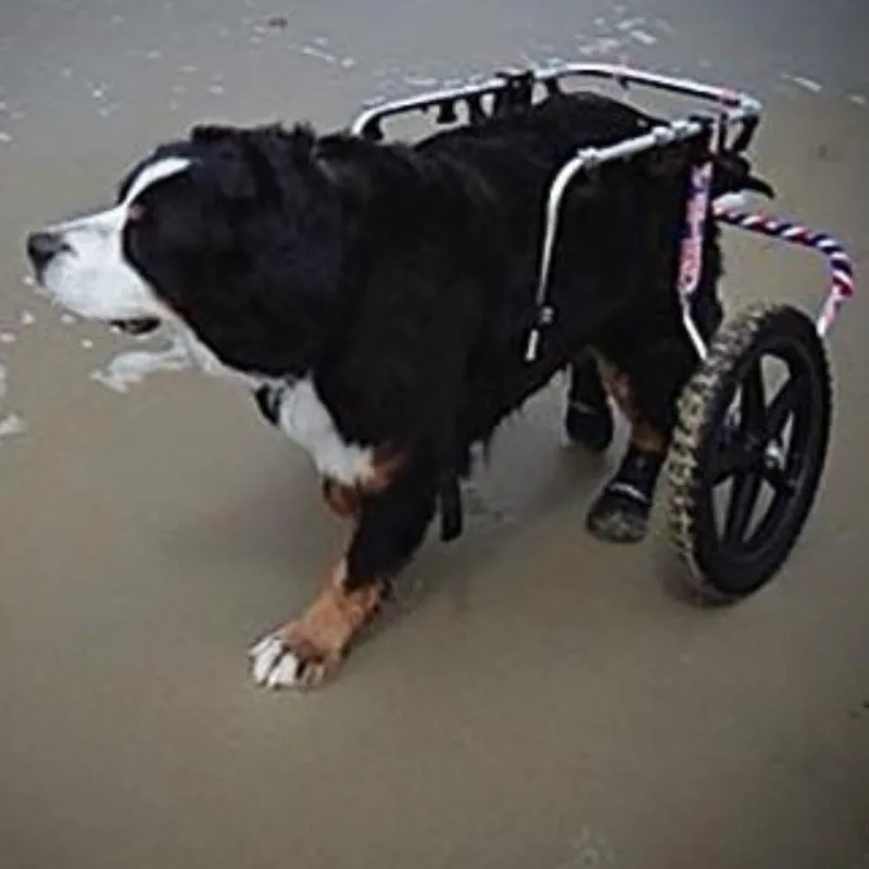 Walkabout, Walkaboot™ Sport Dog Traction Boots for All Surfaces